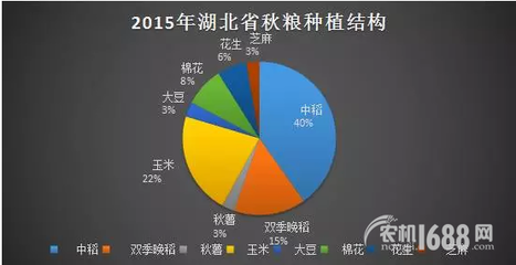 夏糧豐收后，秋糧種植新選擇 薯類作物的市場(chǎng)機(jī)遇與銷售策略